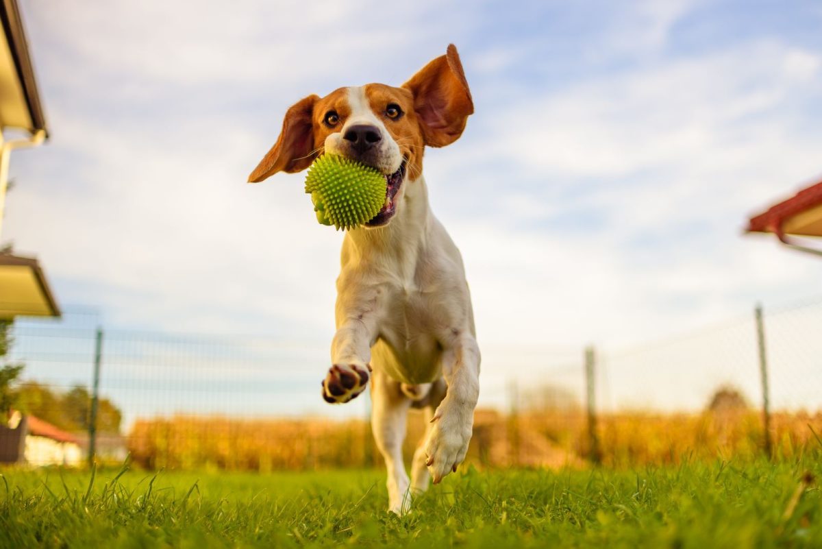 Dog running around in Naples, Florida