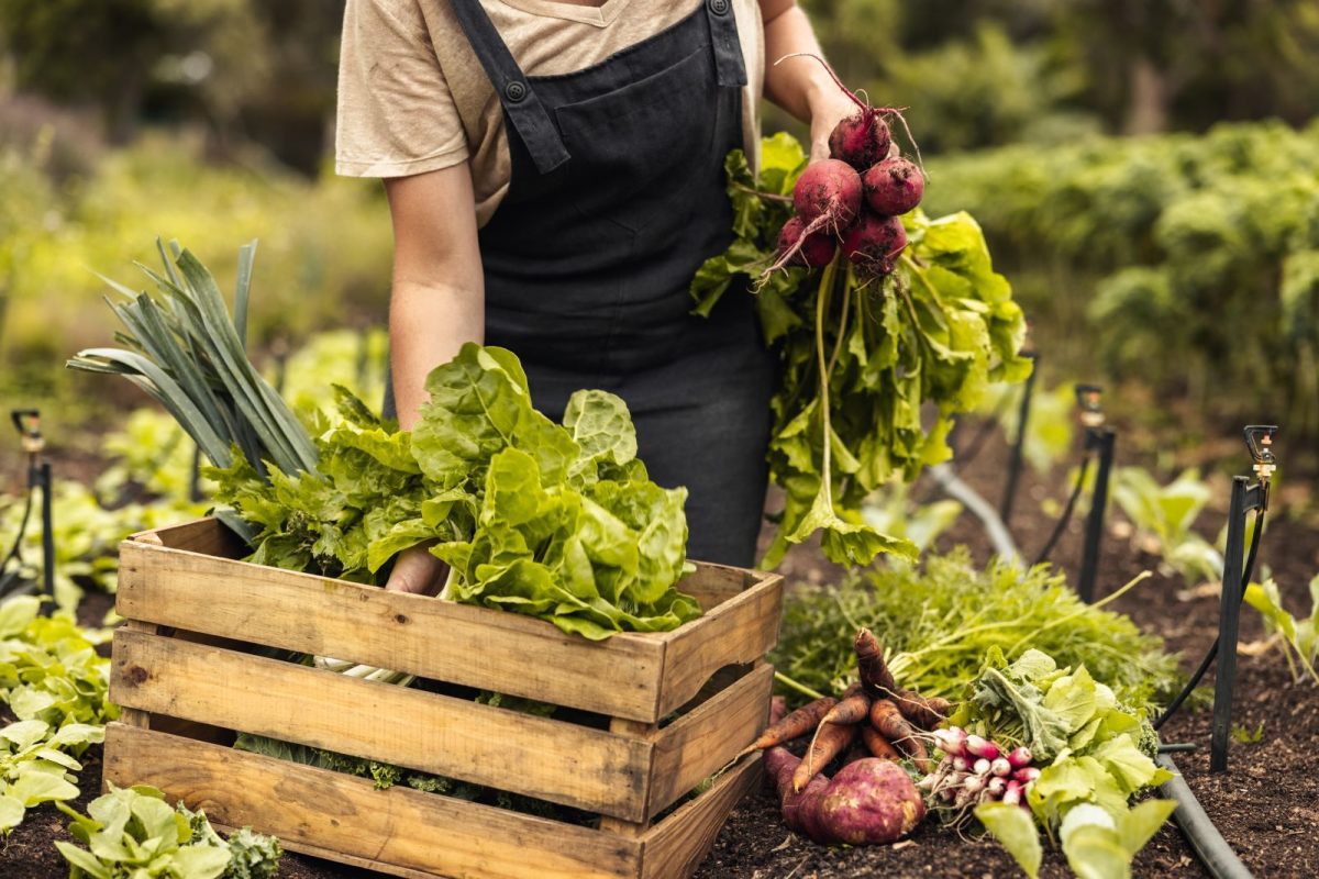 Farmer harvesting crops