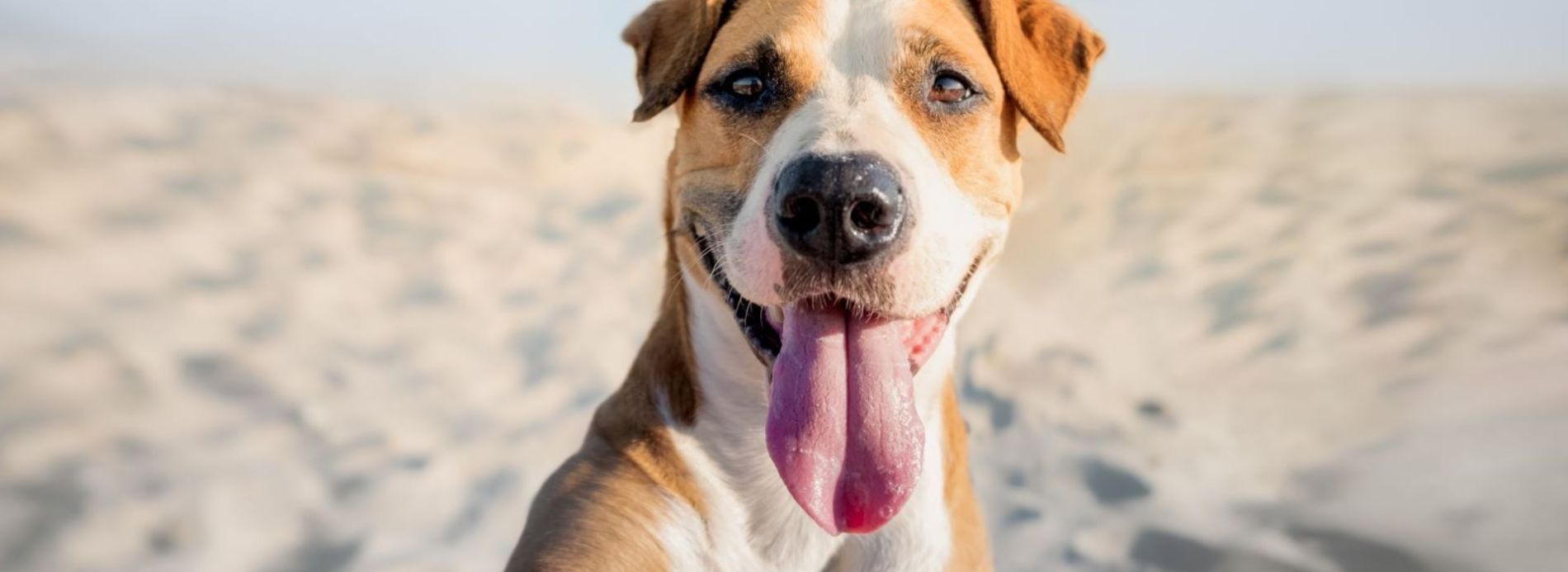 dog on the beach