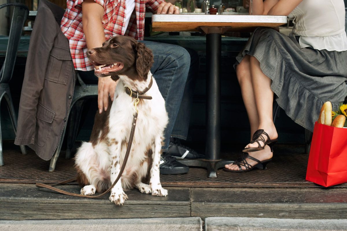 Dog at restaurant