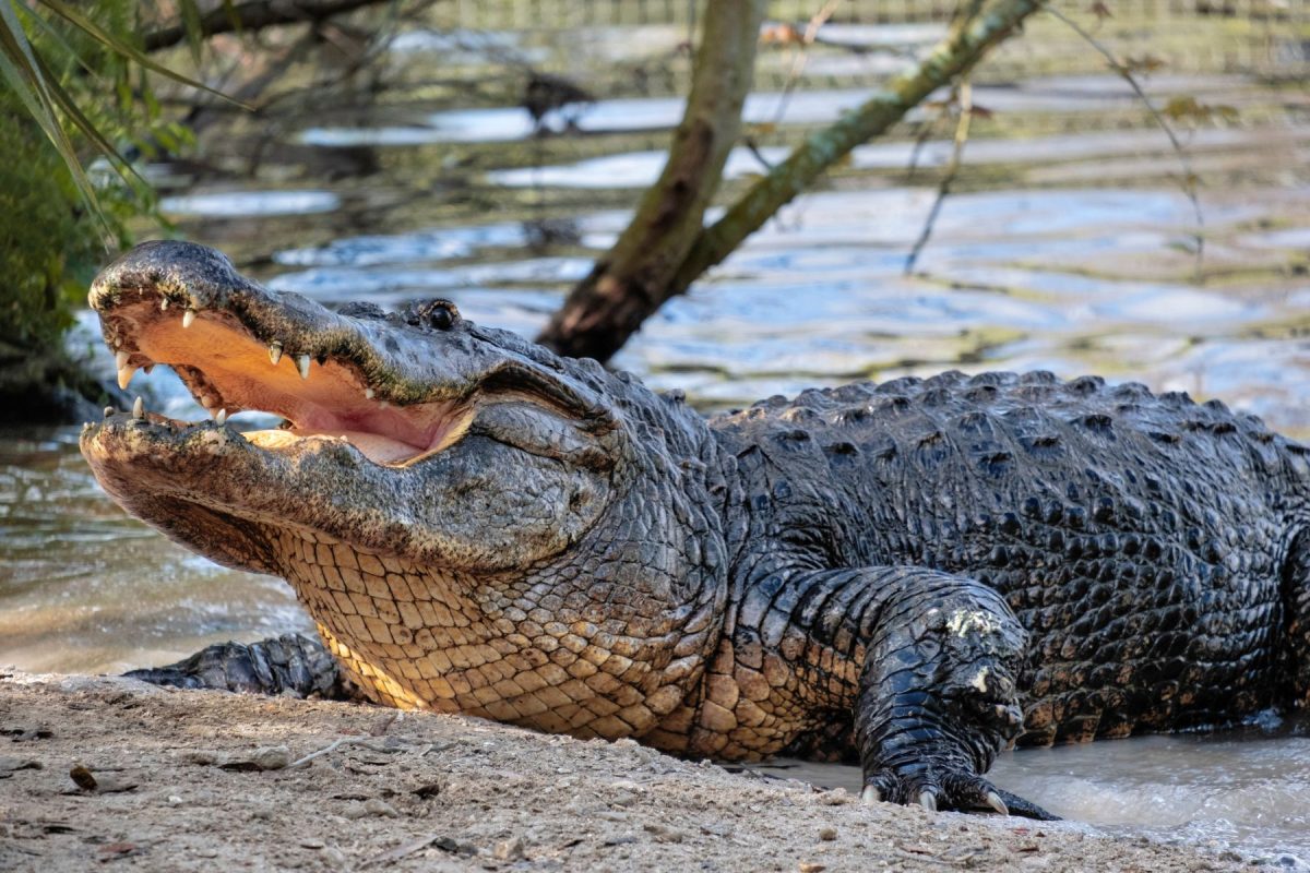 Gator on swamp shore