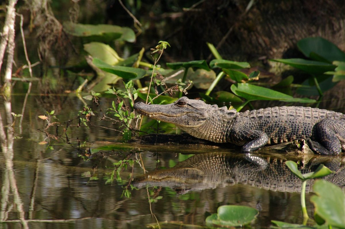 Alligator in swamplands