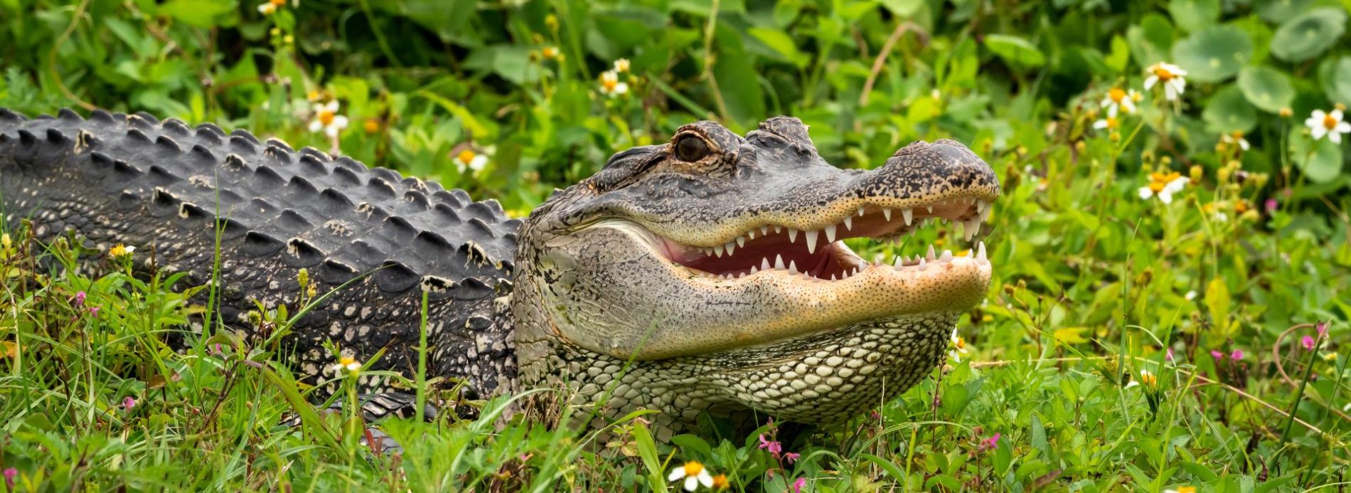 Alligator in Florida wetlands